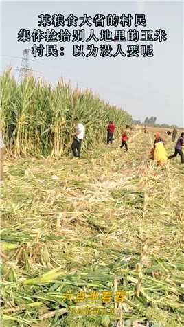 某粮食大省的村民，集体捡拾别人地里的玉米，村民：以为没人要呢#资讯 