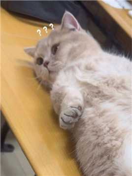 小猫：一觉睡醒 原来我是学生啊 #曼基康矮脚