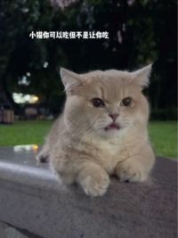 小猫你可以吃豆沙粽 #曼基康矮脚