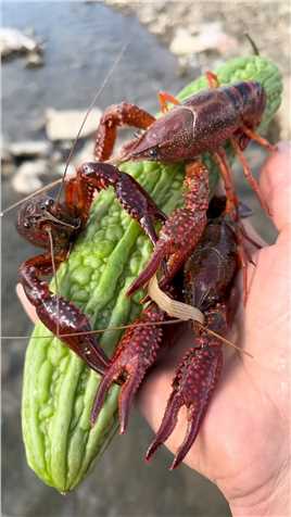 今天心情不错来到小河边觅食，意想不到的发现了一群美味的小龙虾，于是乎就出现了一道独创的美味，太棒了！