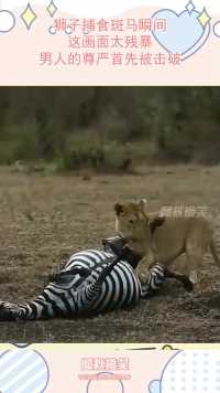 狮子捕食斑马瞬间，这画面太残暴，男人的尊严首先被击破！
