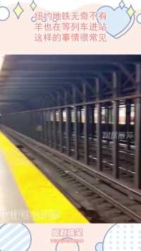 纽约地铁无奇不有，羊也在等列车进站，这样的事情很常见