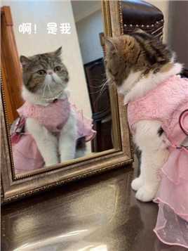 她好像知道穿上了公主裙#萌宠#被迫营业的猫猫