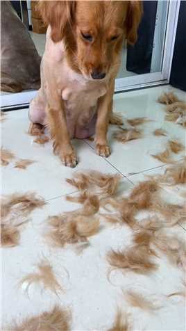 狗：我不配当金毛了