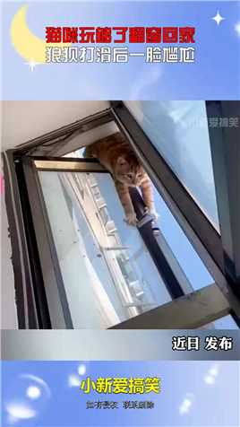 猫咪玩够了翻窗回家，狼狈打滑后一脸尴尬！