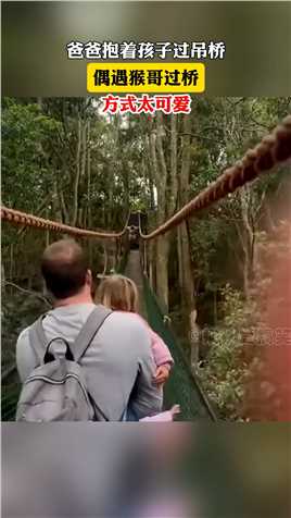 爸爸抱着孩子过吊桥，偶遇猴哥过桥，方式太可爱