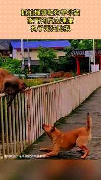 抓拍猴哥和狗子吵架
猴哥的反应速度
狗子无法比拟