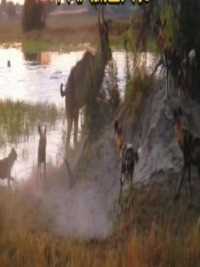 副主任野犬噶大羚羊，好在水里的河马镇住野犬