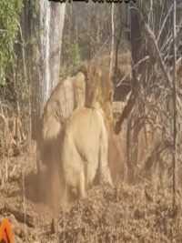 非洲大草原雄狮外出捕猎，一只疣猪被上门逮住了