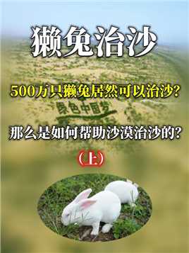 500万只獭兔居然可以治沙？那么是如何帮助沙漠治沙的？
