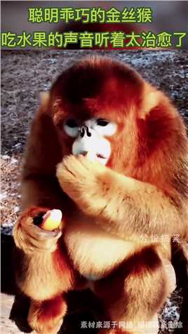 聪明乖巧的金丝猴，吃水果的声音听着太治愈了#搞笑 #奇闻 #搞笑段子 #社会 