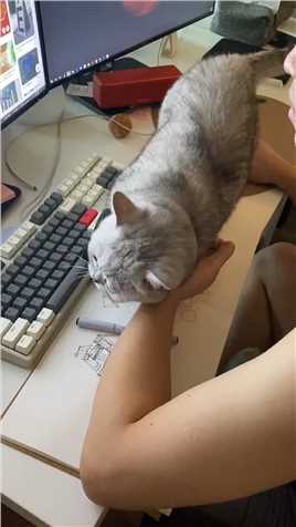  工作被猫咪打扰怎么办？结果… 