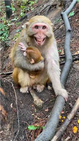 听听猴子的原笑声，遵纪守法请勿非法饲养保护野生动物，专治各种不开心。
