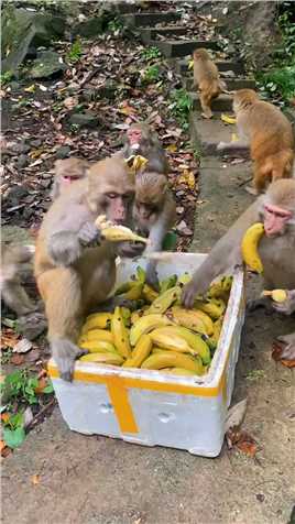 开饭了  猴子，猴王，黑猩猩。