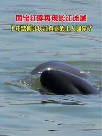 江豚再现长江流域，长江禁渔成果显现，当拍到江豚嬉戏玩耍的一刻，内心是无比的激动#海洋生物