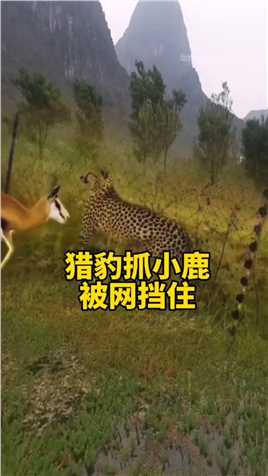猎豹抓小鹿却被网挡住 #动物世界 #动物世界精彩集锦 #神奇动物在这里 #小鹿#猎豹.mp4

