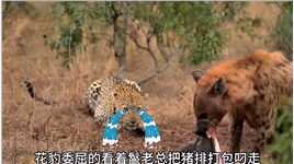 鬣狗抢花豹食物#动物世界 #弱肉强食的动物世界 #动物的生存法则 #花豹#鬣狗.mp4

