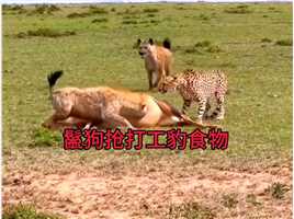 鬣狗抢打工豹食物，#弱肉强食的动物世界 #动物世界 #动物搞笑视频 #花豹#鬣狗.mp4



