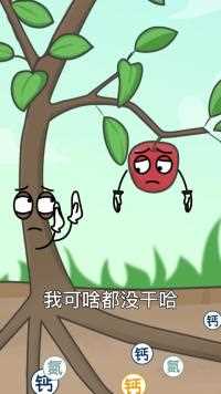 苹果糖心其实是一种病#苹果种植#三农种植#新农人 #原创动画#涨知识了#万物生长#植物百科#科普一下