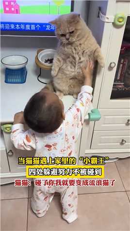当猫猫遇上家里的“小霸王”，四处躲避努力不被碰到，猫猫：碰了你我就要变成流浪猫了