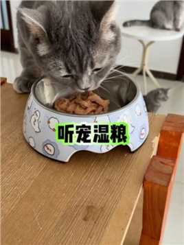 完了一杯续一杯，必须给猫咪安排上 完了一杯续一杯，必须给猫咪安排上#猫粮  #听宠  #韩哥萌宠