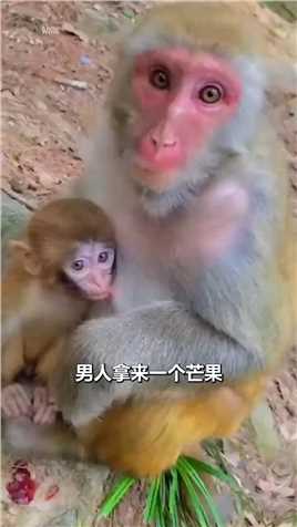可爱小猴子吃心不改 #猴子