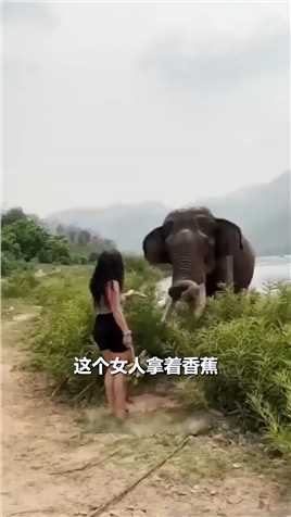 不老实女人惹怒大象 #大象 #野生动物零距离