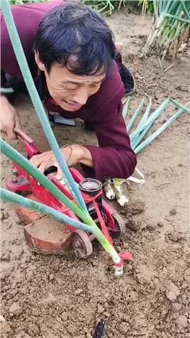 老婆突然想吃猪肉大葱饺子，让我去拔几根葱差点把我累坏了