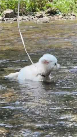 原来小狗是真的天生就会游泳！狗刨也太可爱了吧！