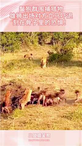 鬣狗群围捕猎物，雄狮出场对方立马吓退，刻在骨子里的恐惧！搞笑,搞笑视频,搞笑日常,搞笑段子