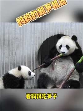 贤贤崽！妈妈的剥笋机器！ #大熊猫贤贤崽 #大熊猫蕊蕊 #大熊猫有多萌 #熊猫南小月
