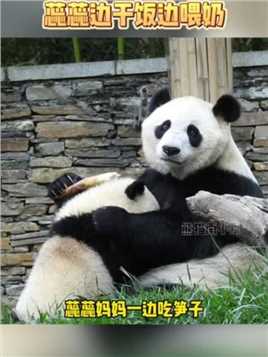 蕊蕊妈妈边吃笋边喂奶，感觉它们俩都吃的好香！ #大熊猫蕊蕊 #熊猫南小月 #大熊猫有多萌