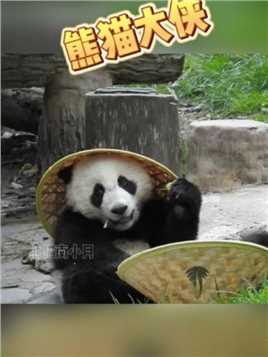 奶妈给苏琳崽带上了帽子！变成熊猫大侠！#大熊猫苏琳的煤球双胞胎 #熊猫南小月 #萌宠出道计划 #大熊猫有多萌