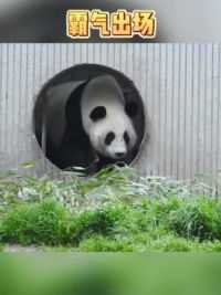冰成这是在看什么？#大熊猫冰成 #大熊猫南小月 #大熊猫有多萌