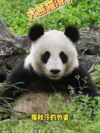 熊猫界的武则天，大熊猫海子到底有多狂野？ #大熊猫海子 #大熊猫南小月 #大熊猫阳阳 #大熊猫依宝