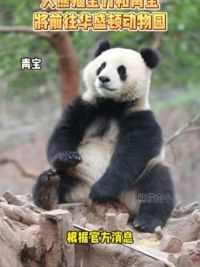 大熊猫宝力和青宝将前往美国华盛顿动物园！ #大熊猫宝力 #大熊猫青宝 #华盛顿动物园 #熊猫南小月