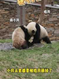 硬气小月 #来这吸熊猫 #大熊猫南小月 #萌宠出道计划 #大熊猫皓月 #大熊猫巧月