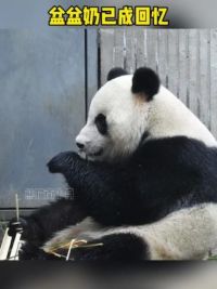 小月：盆盆奶已成回忆！#大熊猫南小月 #萌宠出道计划 #来这吸熊猫 #动物的迷惑行为