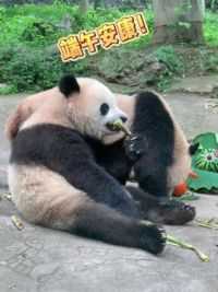 看看熊猫团子们的端午大餐！ #大熊猫宝元 #大熊猫林溪 #大熊猫茅茅 #熊猫南小月 #端午节