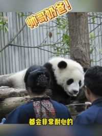奶爸真的好有耐心！ #大熊猫汪佳崽 #大熊猫大白兔崽 #来这吸熊猫 #萌宠出道计划