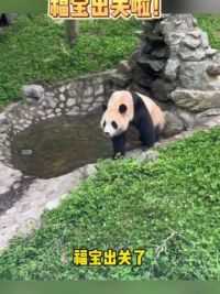 福宝出关啦！ #大熊猫福宝 #直击大熊猫福宝与公众见面 #熊猫南小月 #来这吸熊猫
