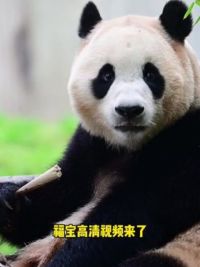 福宝高清视频来了！ 素材来源：中国大熊猫保护研究中心#大熊猫福宝 #来这吸熊猫 #萌宠出道计划 #直击大熊猫福宝与公众见面 #熊猫南小月