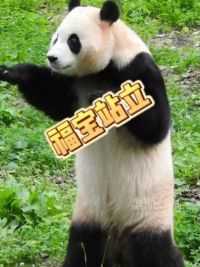 又找到福宝像人的证据了！ #大熊猫福宝 #熊猫南小月 #直击大熊猫福宝与公众见面