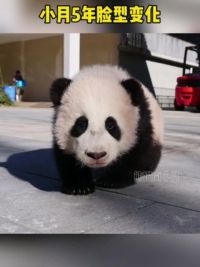 小月五年脸型变化！ #大熊猫南小月 #来这吸熊猫 #萌宠出道计划 #国宝