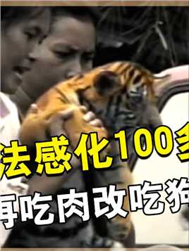 泰国虎庙背后血腥交易！温顺听话的老虎，每天都要吃镇静剂！#猫科动物#老虎#野生动物#虎庙#泰国#泰国旅游