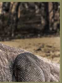 科莫多三嫂偷吃野猪，不幸卡在了喉咙，最终又被噎死了#科莫多巨蜥#科莫多龙#科莫多巨蜥进食