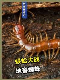 凶猛的蜈蚣，竟钻入蚂蚱体内，却被天敌残忍杀害#动物#动物世界#昆虫#微观世界