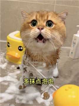谁家的猫洗个澡说那么多话啊！！！！ #金三柜 #养宠搭子戴森 #戴森洗地吸尘器 #带着毛孩子找春天