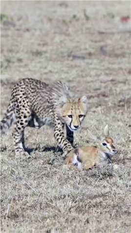 小羚羊成为了小猎豹的玩偶！ #动物世界
