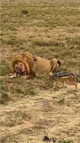 胡狼深深地体会到了雄狮的恐怖之处！ #动物世界